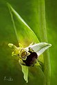 Ophrys-apifera-modica